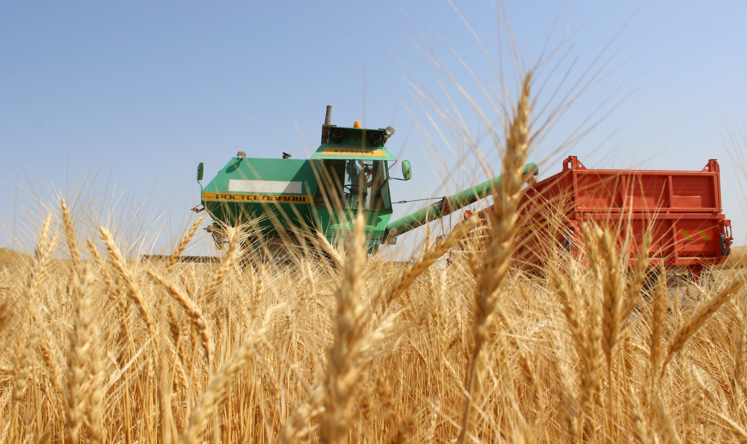 اقتوبەلىك اگرارشىلار 500 مىڭ توننادان استام بيداي جيناۋدى جوسپارلاپ وتىر