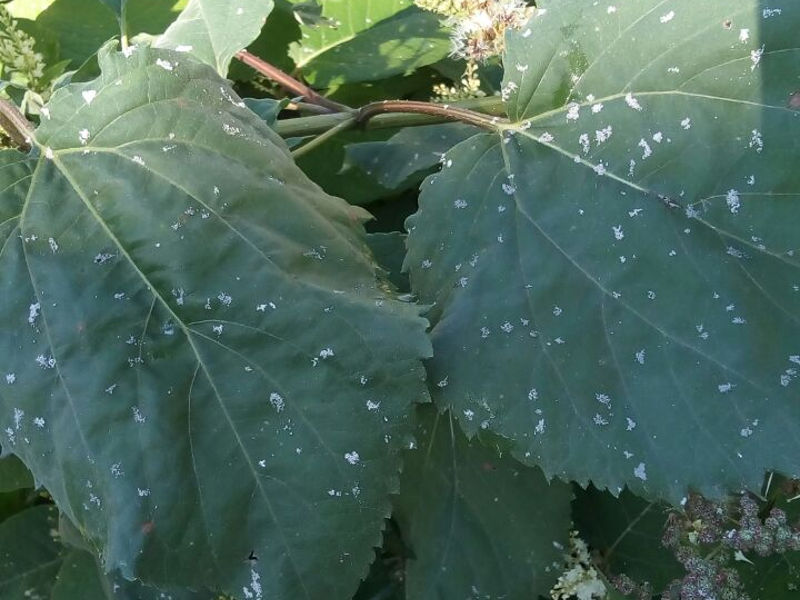 وسكەمەنگە كۇل جاۋدى ما, قار جاۋدى ما؟