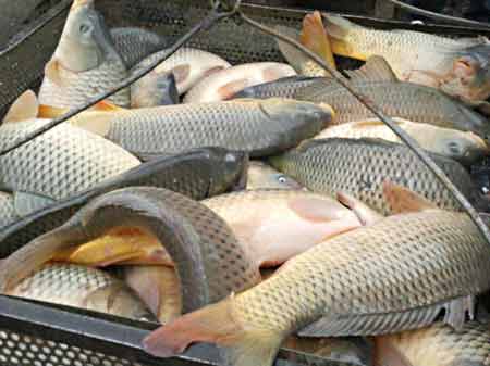 «سىر بالىعى» بالىقشىلار كووپەراتيۆى 4,5 توننا بالىقتى ەكسپورتتادى