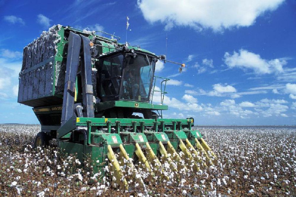 قازاق جەرىنە العاش ماقتا ەگىلگەنىنە 100 جىل تولدى 