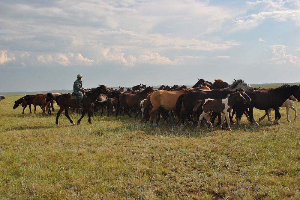 جىلقى – جايلاۋدىڭ كوركى