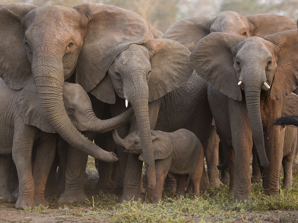 جوعالعان تىستەر افريكا پىلدەرىن قۇتقارۋى مۇمكىن
