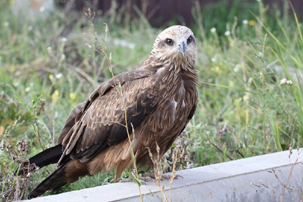 ايازداردا توڭبايسىڭ با, كوكسارى..