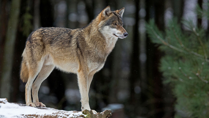 پاۆلودار وبلىسىندا قاسقىر ازايىپ بارادى