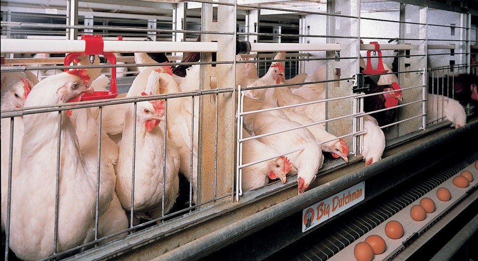 اقمولا وبلىسىندا ماكينسك قۇس فابريكاسى اشىلدى