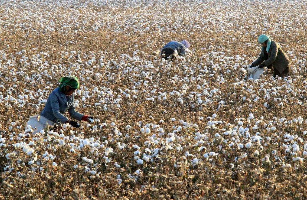 ماقتانىڭ باعاسى ءوستى