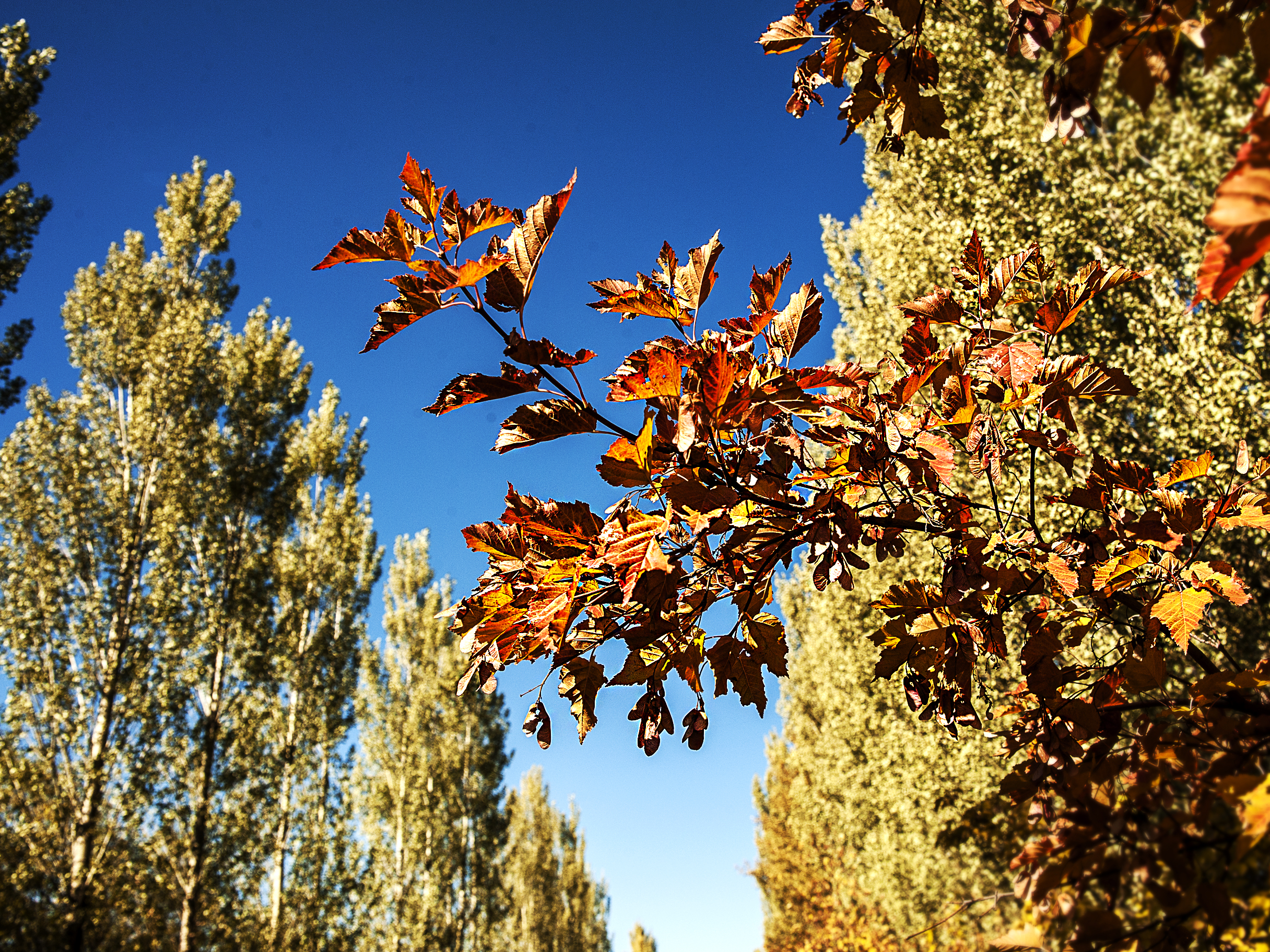 كۇزگى سارىن...(فوتورەپورتاج)