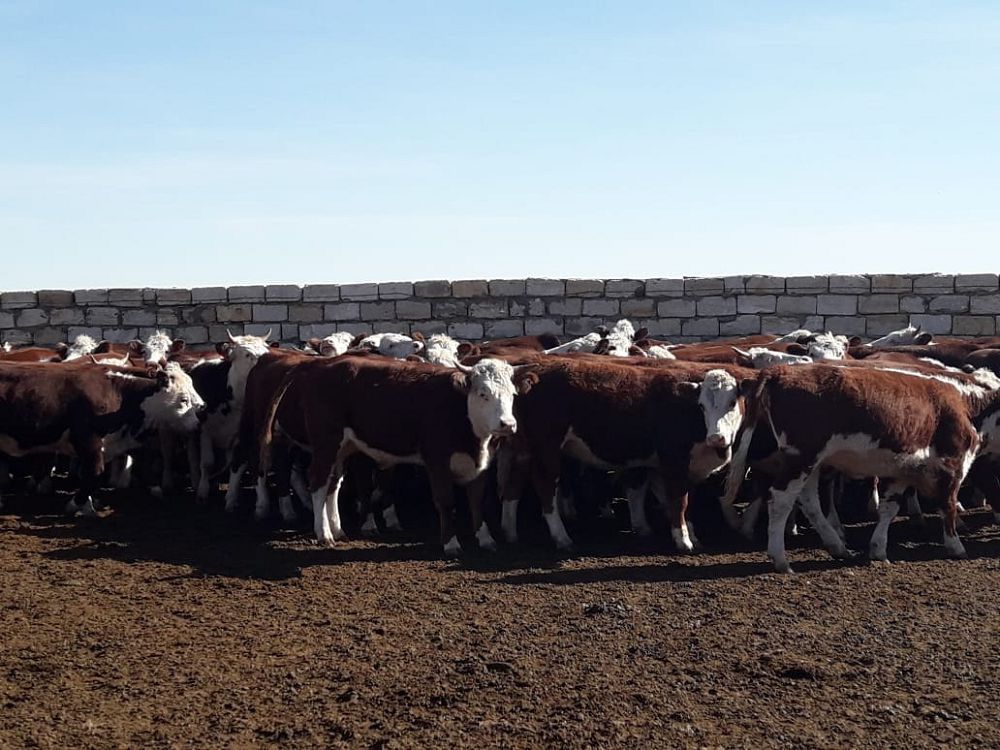 ەت ەكسپورتى الەۋەتىن ارتتىرۋ جولىندا