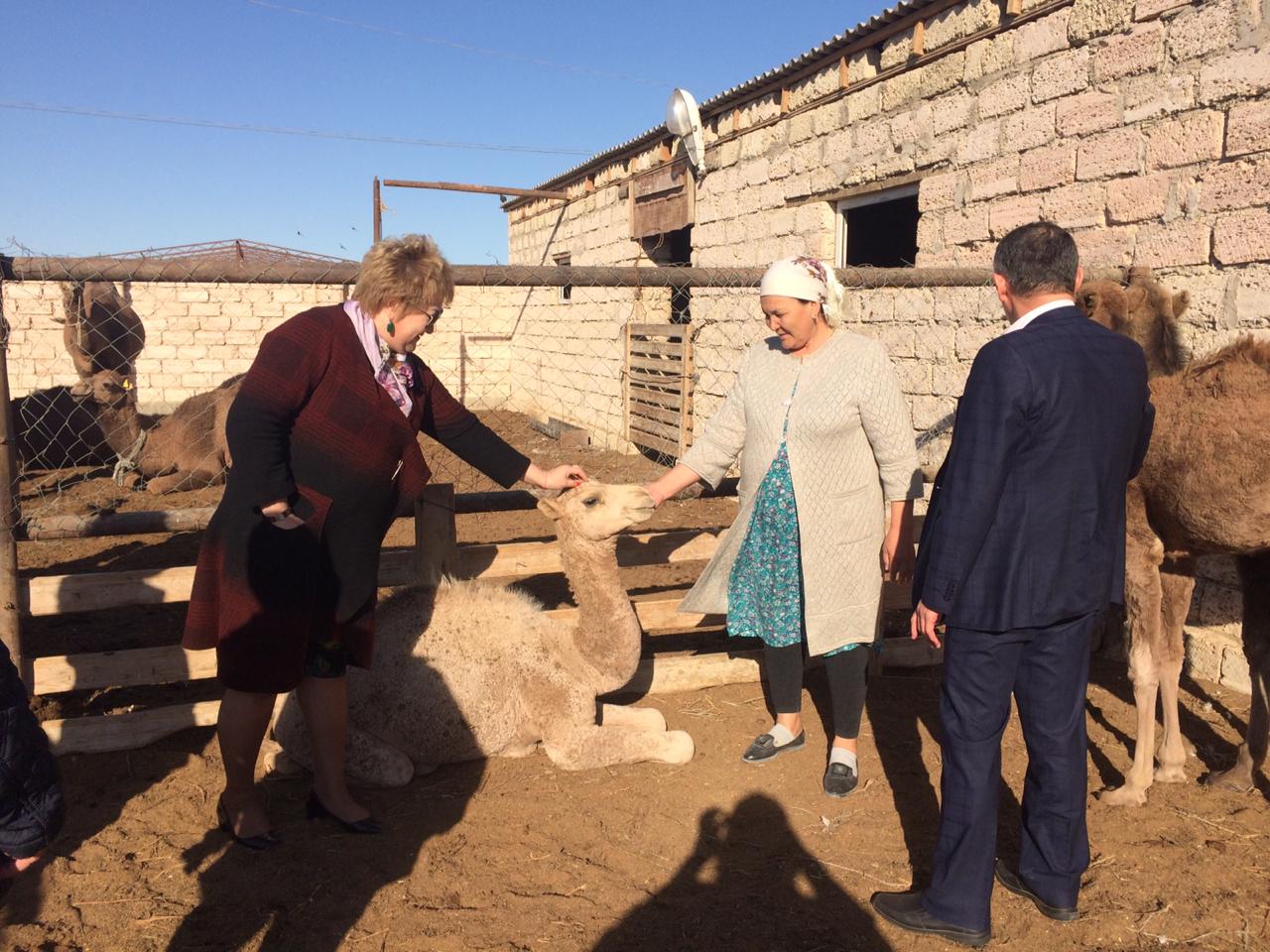 نۇروتاندىقتار مەملەكەتتىك نەسيە باعدارلاماسىمەن قارجىلانعان شارۋا قوجالىقتارىمەن تانىستى