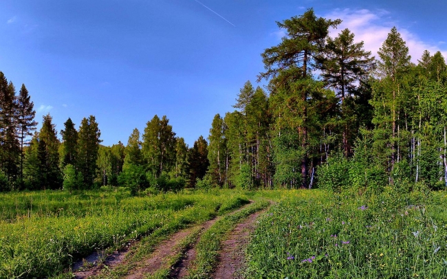 وڭتايلاندىرامىز دەپ ورمانداردى قۇرتىپ المايىق