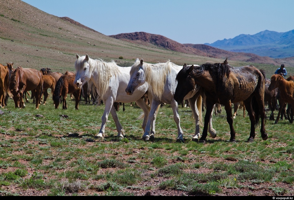 قوستانايدا ۇرلانعان مالدىڭ 60 پروتسەنتى يەسىنە قايتپايدى