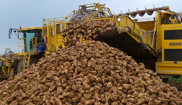 قىزىلشا شارۋاشىلىعى قارقىندى دامىپ كەلەدى