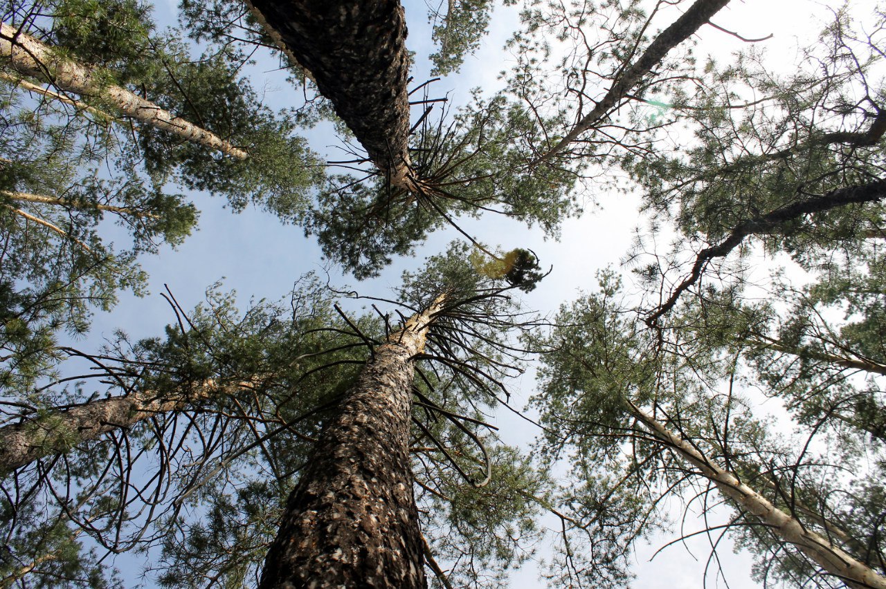 پاۆلوداردا ورمانشىلار جانۋارلاردىڭ  ازىعىن دايىنداۋدا