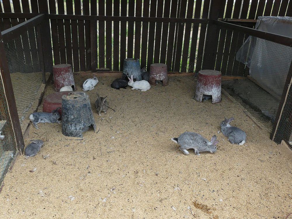  قويان وسىرگەن بالا