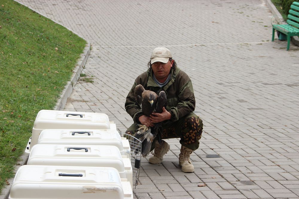 قىرانداردىڭ قاناتىن قاتايتقان