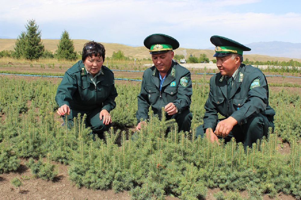 كەگەن ورمانى – تابيعاتتىڭ قورعانى