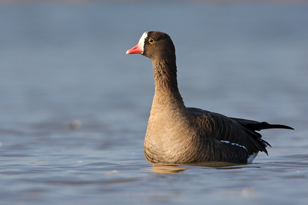 قوستانايدا «براكونەر» وپەراتسياسى 66 اكىمشىلىك قۇقىق بۇزۋشىلىقتى انىقتادى