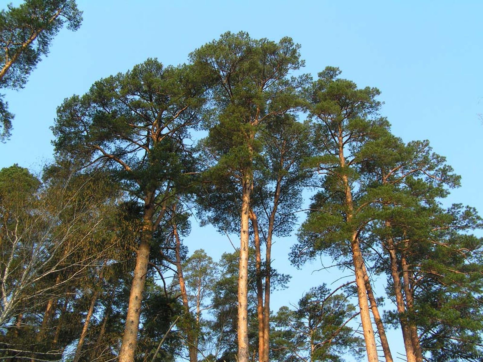 جانۋارلارعا كۇركە جاساپ, ازىق دايىندايدى