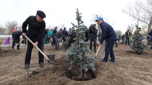 اقتوبەدە ءبىر تاۋلىكتە 10 مىڭ اعاش وتىرعىزىلدى