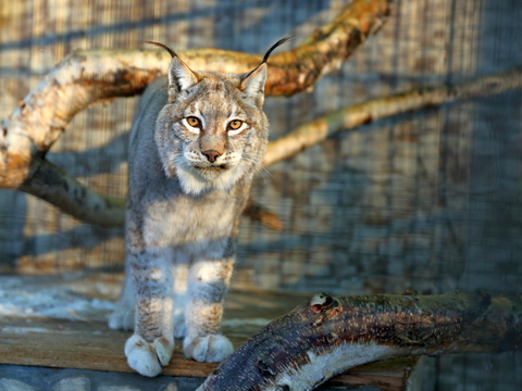 شقو-دا جول بويىندا سىلەۋسىن ءجۇر
