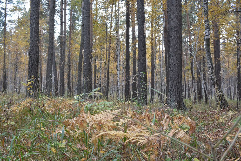 ەكىنشى بۋراباي نەمەسە استانا ورمانىنىڭ وڭ اسەرى