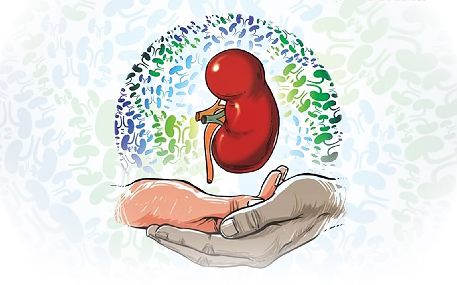 مايىتتىك دونوردىڭ ماڭىزدىلىعى زور