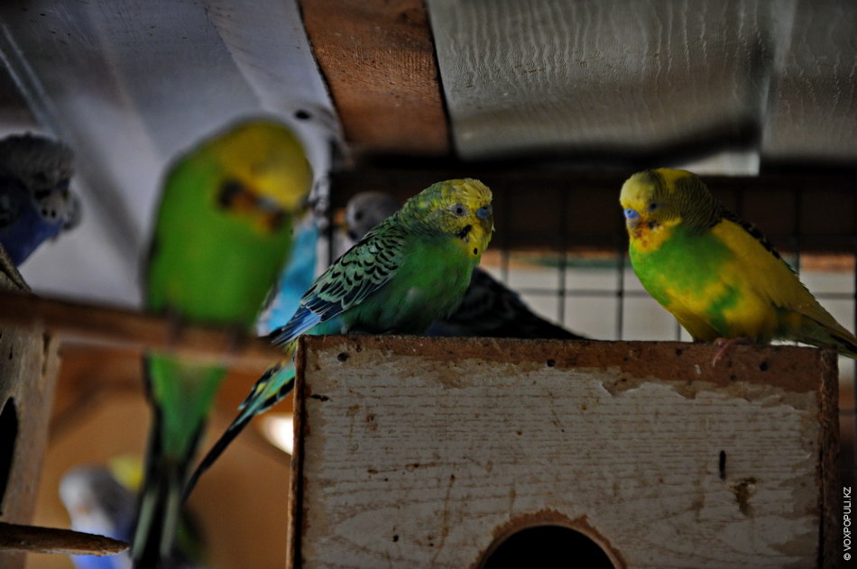 سولتۇستىك قازاقستانعا تروپيكالىق قۇستار مەن ەكزوتيكالىق جانۋارلاردىڭ كورمەسى كەلدى