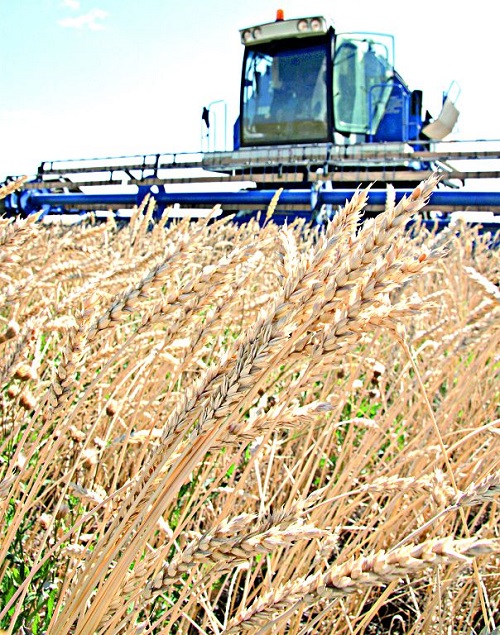 ديقاننىڭ كەۋسەنى مول, شارۋانىڭ مالى كۇيلى