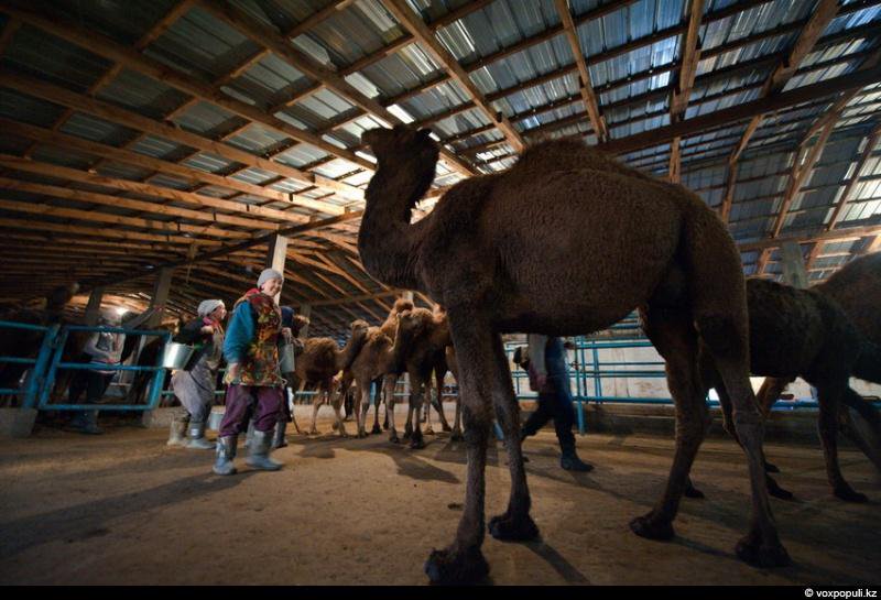 تۇيە شارۋاشىلىقتارى ورتاق ىسكە جۇمىلادى