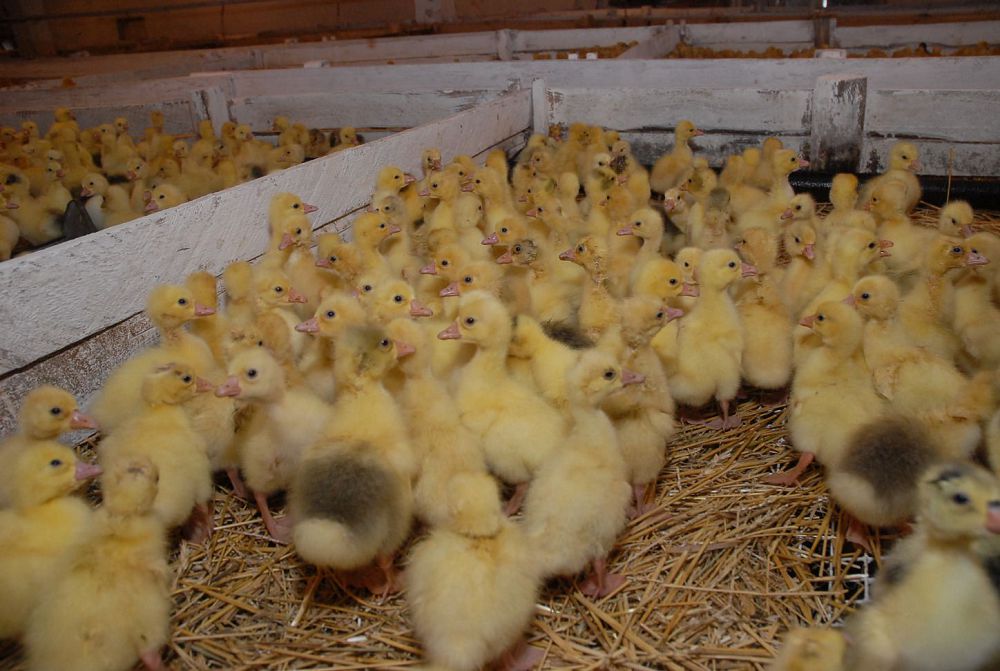 تەڭدەسى جوق جوبانىڭ تەگەۋرىنى يمپورتتى ىعىستىرادى