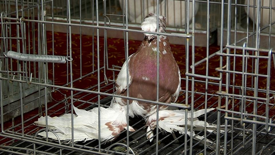 شىمكەنتتە 5 000 000 تەڭگەگە باعالانعان كوگەرشىن كورمەگە قويىلدى