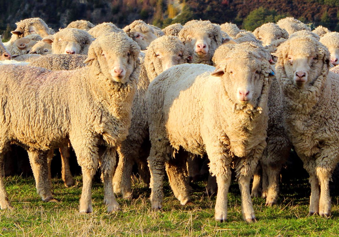 جاڭاقورعان اۋدانىندا 116 باس قوي بەلگىسىز اۋرۋدان قىرىلىپ قالدى