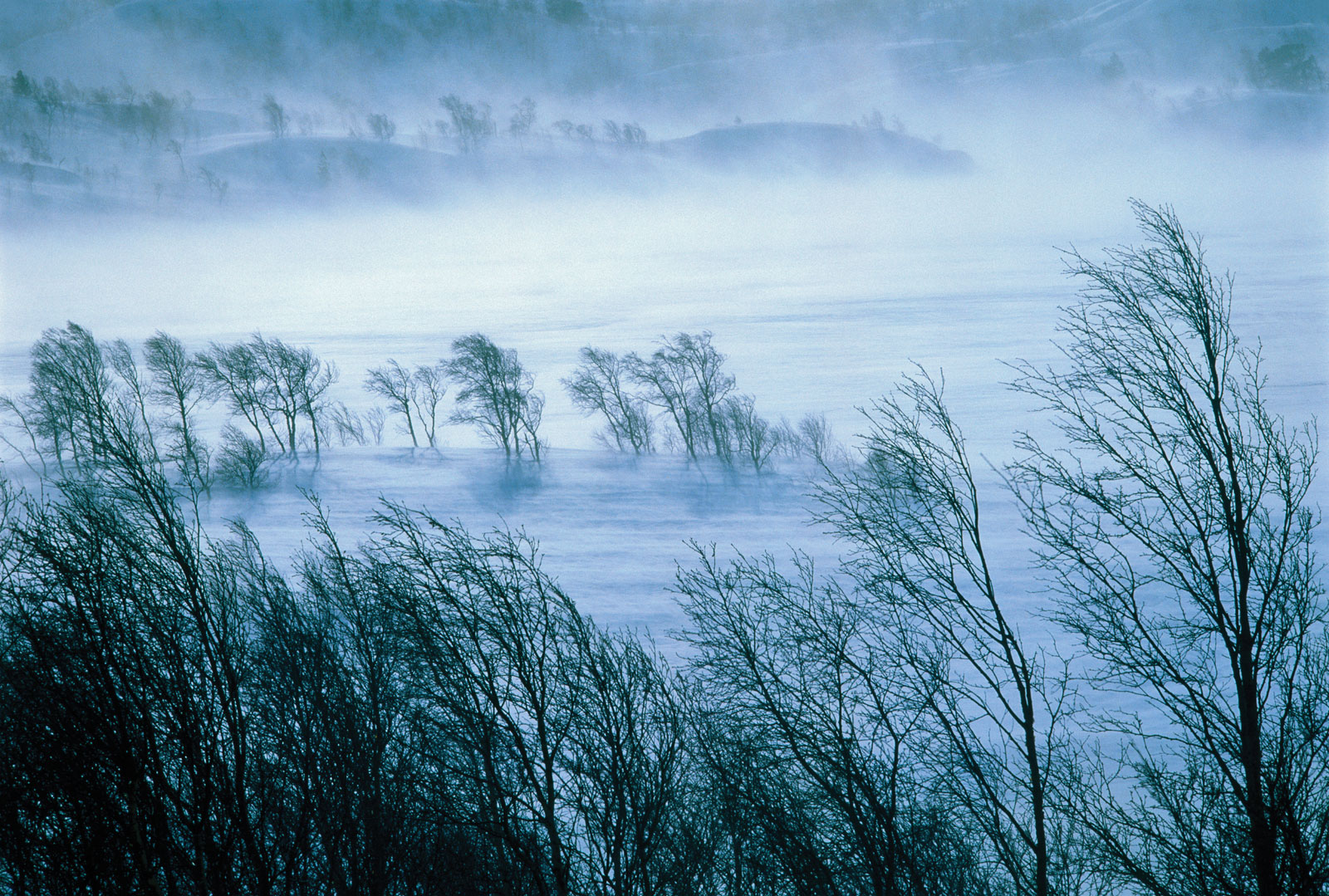شقو-دا اتقا مىنگەن اۋىل اكىمى قاسقىردان قۇتقارىپ قالدى