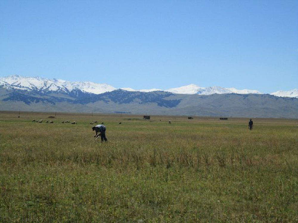 «قارا ارحەولوگتەر» قاپتاپ ءجۇر