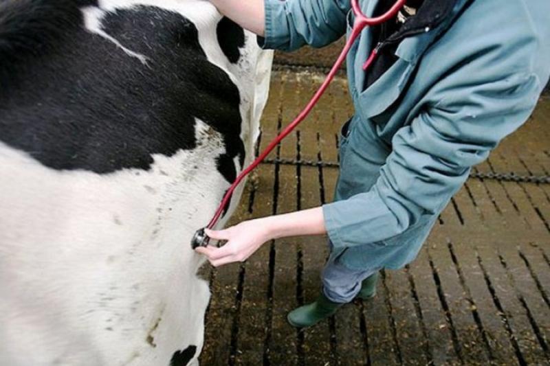 ۆەتەريناريا مۇراتى – ادام ساۋلىعى