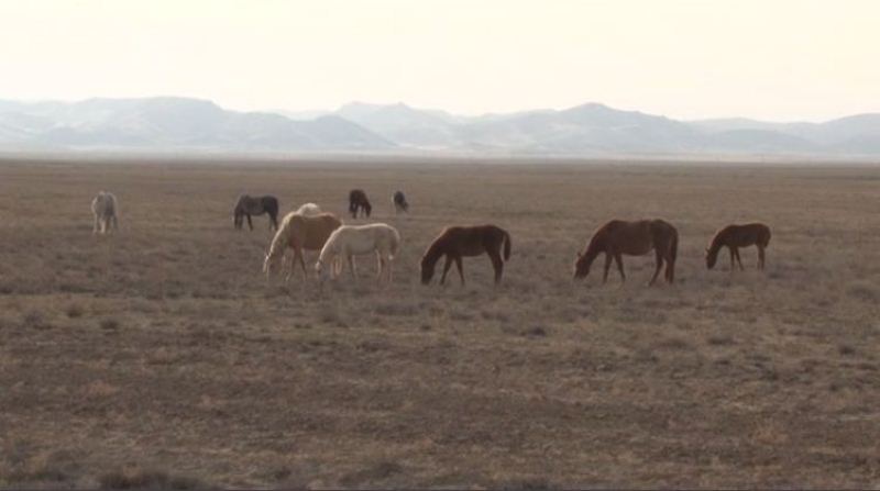 قوستانايلىق پوليتسەيلەر جەدەل-پروفيلاكتيكالىق شارا كەزىندە مال ۇرلىعىن اشتى