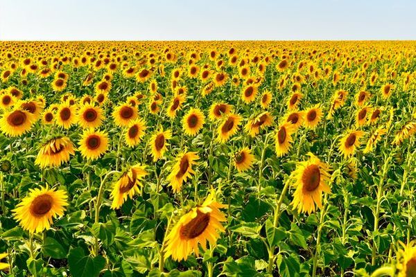 سولتۇستىك قازاقستاندا 1 ميلليون تونناعا جۋىق مايلى داقىل جينالدى