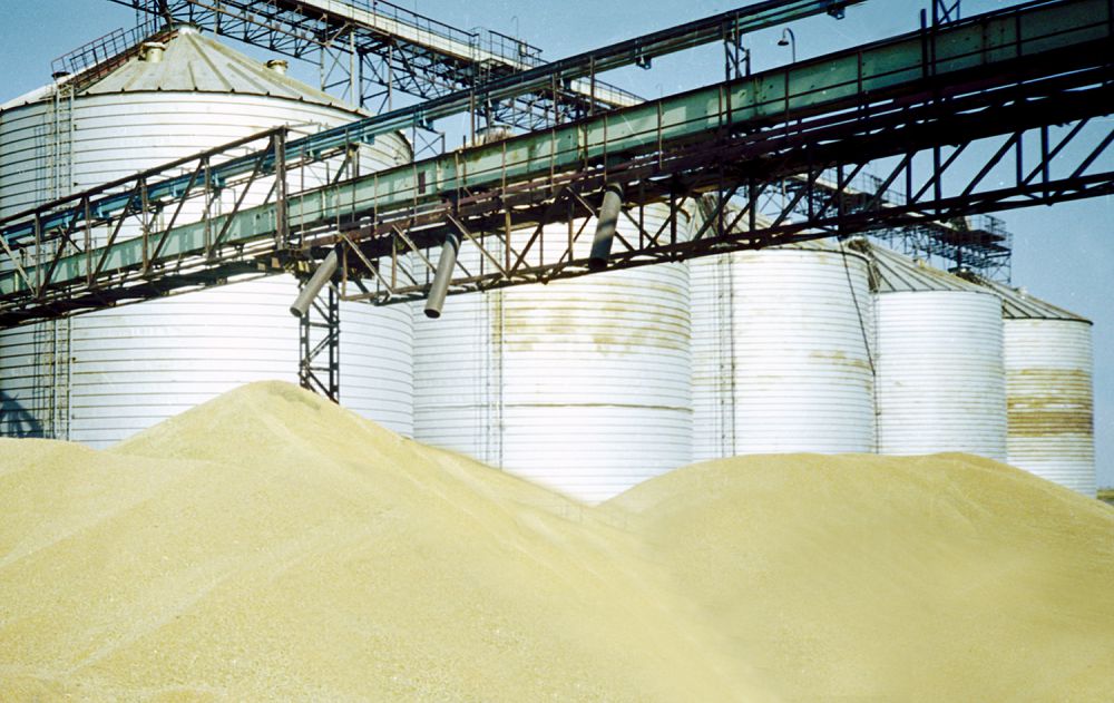 پاۆلودار وبلىسىندا استىق تا, كوكونىس تە مول