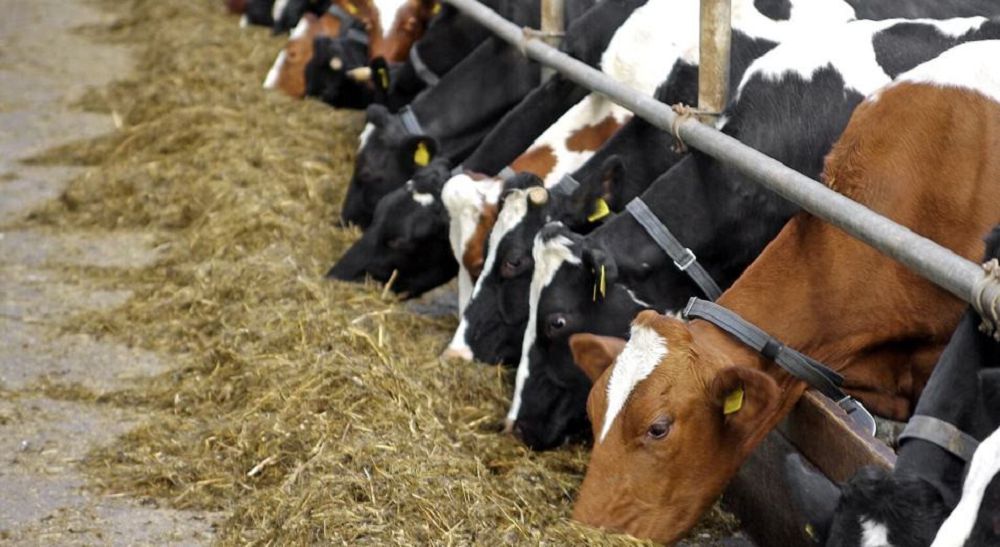 شىعىس قازاقستاندا مال بورداقىلاۋ الاڭدارىنىڭ سانى ارتۋدا