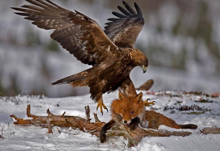 تۇلكىنىڭ كەرۋى (بۇركىتشىنىڭ اڭگىمەسى)