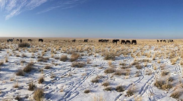 جامبىل وبلىسىندا جىلقى ۇرالاعاندار ۇستالدى