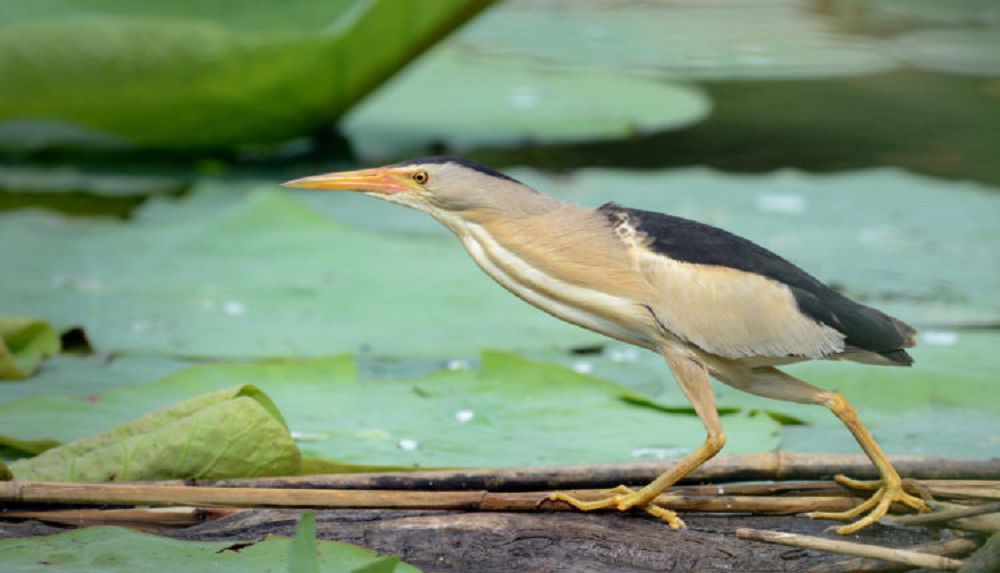  اۋليەاتاعا سيرەك كەزدەسەتىن اۋپىلدەك كەلدى