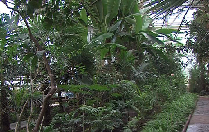 پەتروپاۆل بوتانيكالىق باعىندا اگاۆا گۇل جاردى