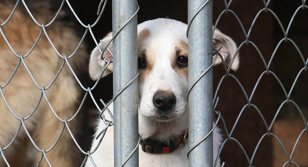 پاۆلودار وبلىسىندا 1500 مىڭداي ادام قاڭعىباس يتتەر مەن مىسىقتاردان زارداپ شەككەن 