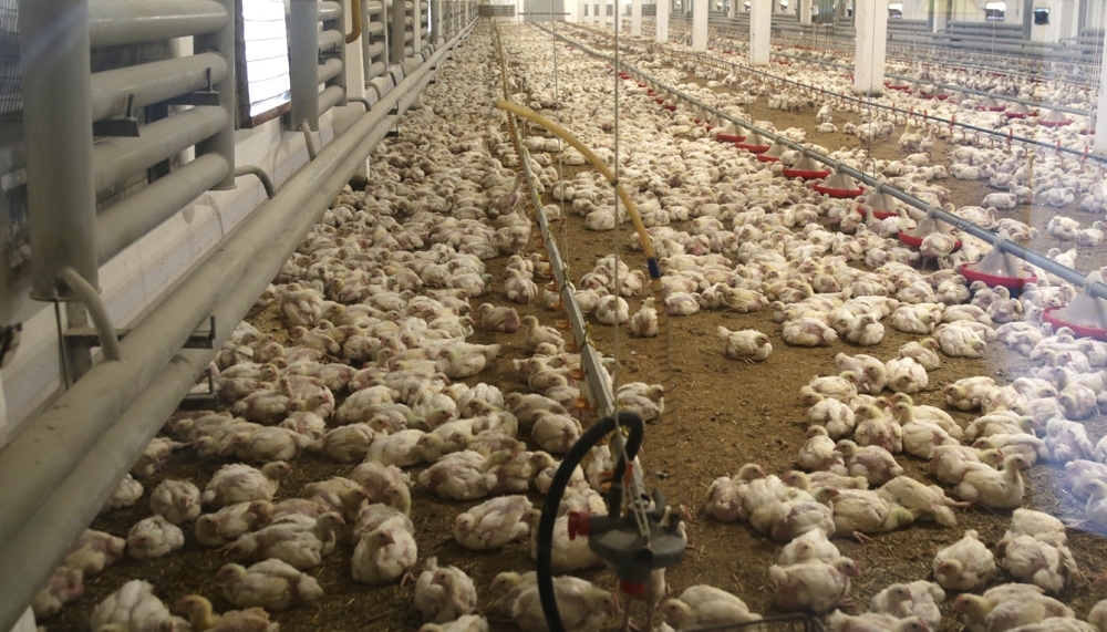 قاراعاندىنىڭ قۇس فابريكالارىنا 1,1 ملرد تەڭگە سۋبسيديا بەرىلدى