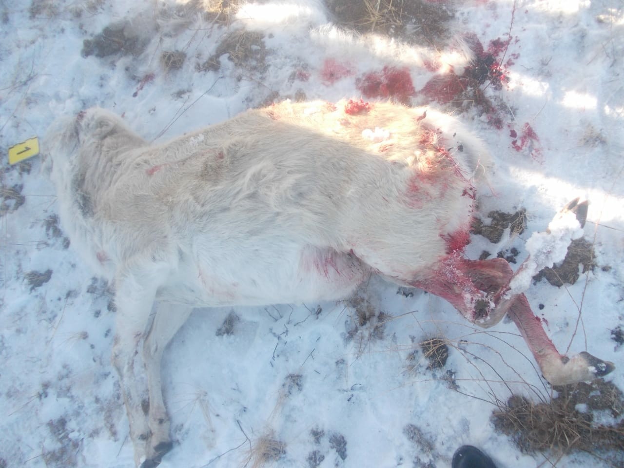 قوستانايدا تابيعات قورعاۋ پوليتسەيلەرى كيىك اتقان قاسكويدى ۇستادى