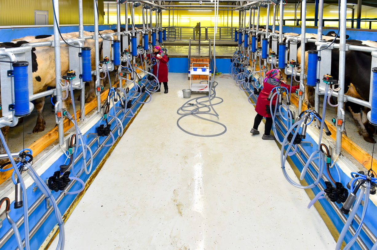 سولتۇستىك قازاقستاندا جاڭا ءسۇت-تاۋار فەرماسى ىسكە قوسىلدى