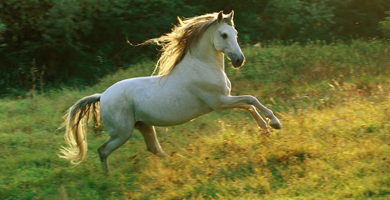 سارىبەلدىڭ «ساۋمالى»  ۇلى دالانىڭ ۇتىمدى جوباسىنا اينالدى