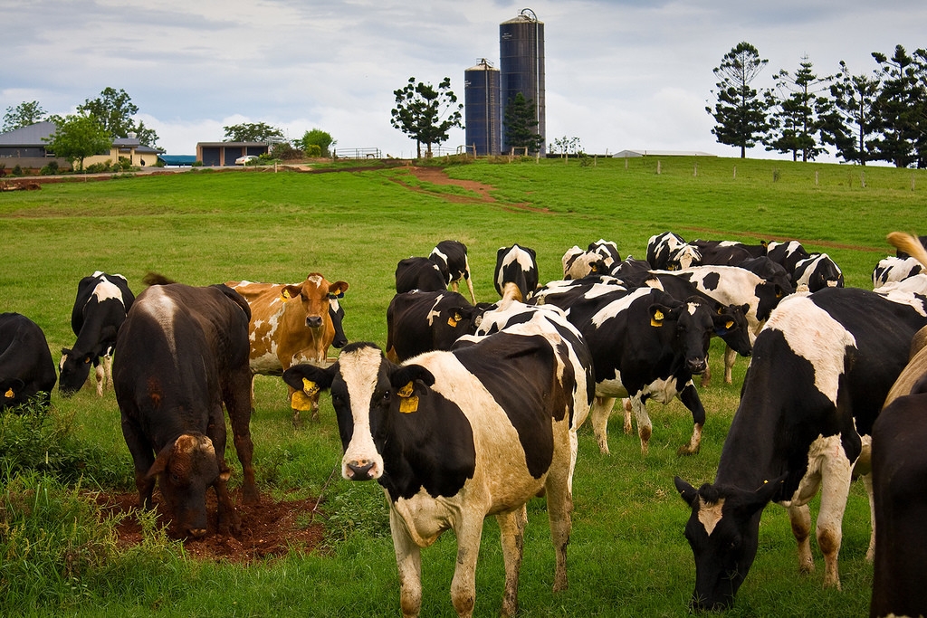 مەركىدە مال باسى ارتىپ كەلەدى