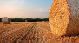 اگرارلىق سالانىڭ جاڭا سەرپىنى